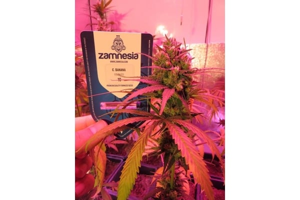 Banana (Zamnesia Seeds) Feminized Banana (Zamnesia Seeds) Feminized