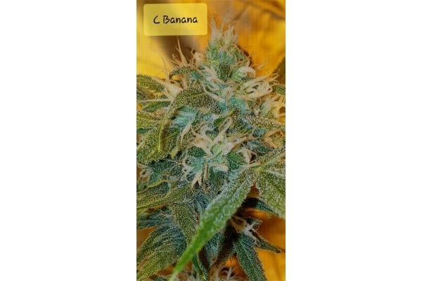 Banana (Zamnesia Seeds) Feminized Banana (Zamnesia Seeds) Feminized