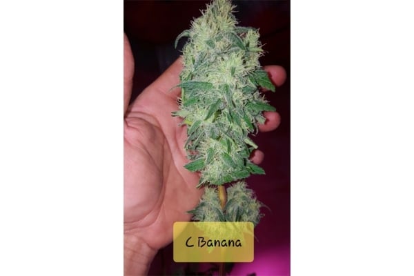 Banana (Zamnesia Seeds) Feminized Banana (Zamnesia Seeds) Feminized