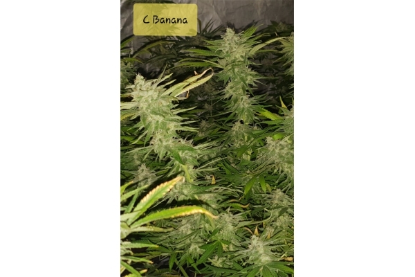 Banana (Zamnesia Seeds) Feminized Banana (Zamnesia Seeds) Feminized