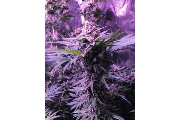 Banana (Zamnesia Seeds) Feminized Banana (Zamnesia Seeds) Feminized