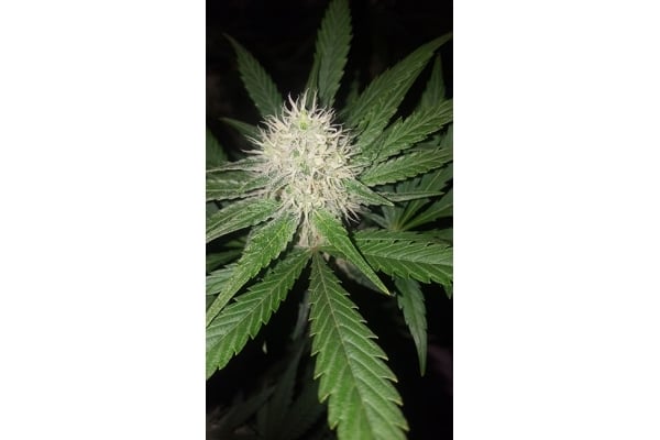 Lemon Power Haze (Zamnesia Seeds) feminized Lemon Power Haze (Zamnesia Seeds) feminized