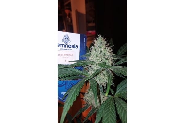 Lemon Power Haze (Zamnesia Seeds) feminized Lemon Power Haze (Zamnesia Seeds) feminized