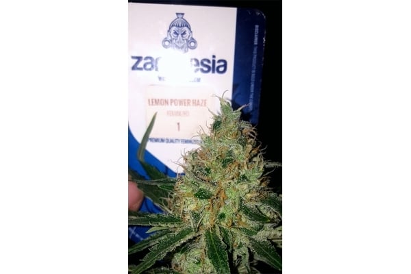 Lemon Power Haze (Zamnesia Seeds) feminized Lemon Power Haze (Zamnesia Seeds) feminized