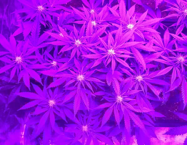 Lemon Power Haze (Zamnesia Seeds) feminized Lemon Power Haze (Zamnesia Seeds) feminized