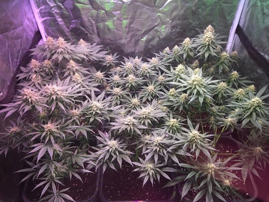 Lemon Power Haze (Zamnesia Seeds) feminized Lemon Power Haze (Zamnesia Seeds) feminized
