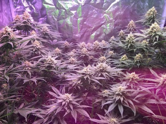 Lemon Power Haze (Zamnesia Seeds) feminized Lemon Power Haze (Zamnesia Seeds) feminized