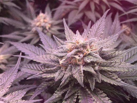 Lemon Power Haze (Zamnesia Seeds) feminized Lemon Power Haze (Zamnesia Seeds) feminized
