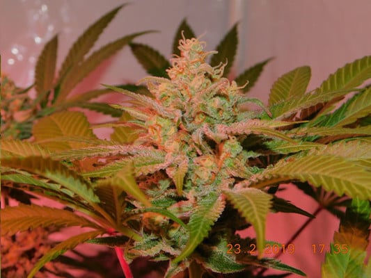 Lemon Power Haze (Zamnesia Seeds) feminized Lemon Power Haze (Zamnesia Seeds) feminized