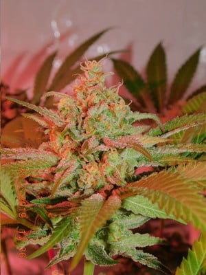 Lemon Power Haze (Zamnesia Seeds) feminized Lemon Power Haze (Zamnesia Seeds) feminized