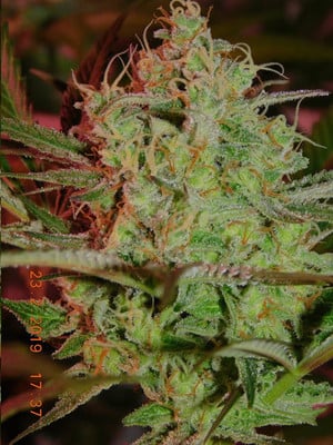 Lemon Power Haze (Zamnesia Seeds) feminized Lemon Power Haze (Zamnesia Seeds) feminized