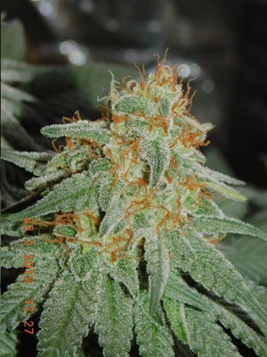 Lemon Power Haze (Zamnesia Seeds) feminized Lemon Power Haze (Zamnesia Seeds) feminized