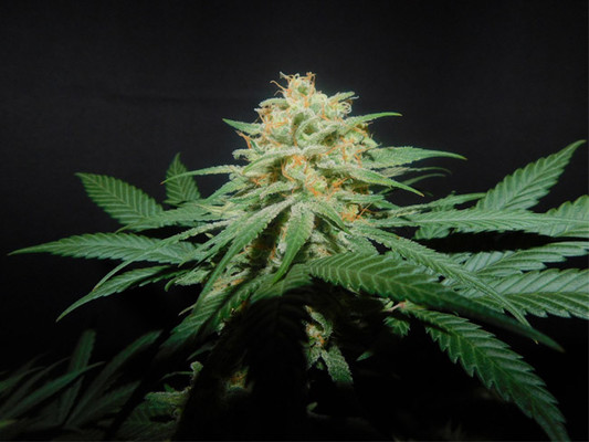 Lemon Power Haze (Zamnesia Seeds) feminized Lemon Power Haze (Zamnesia Seeds) feminized
