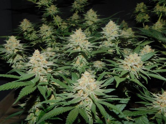 Lemon Power Haze (Zamnesia Seeds) feminized Lemon Power Haze (Zamnesia Seeds) feminized