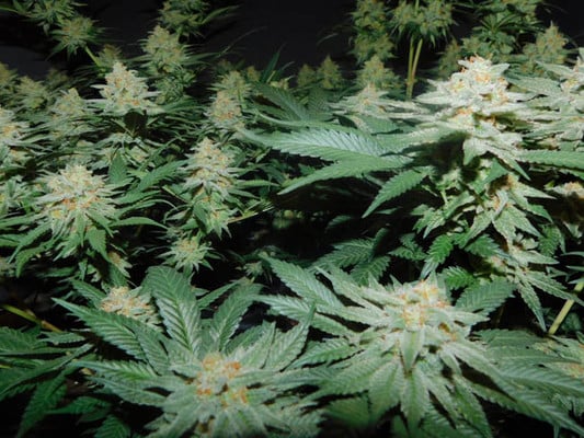 Lemon Power Haze (Zamnesia Seeds) feminized Lemon Power Haze (Zamnesia Seeds) feminized