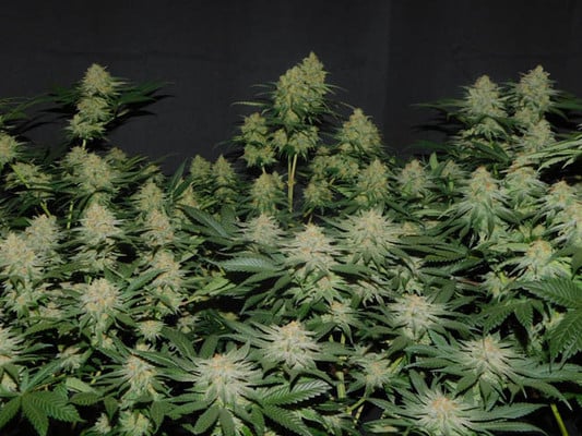 Lemon Power Haze (Zamnesia Seeds) feminized Lemon Power Haze (Zamnesia Seeds) feminized