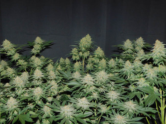 Lemon Power Haze (Zamnesia Seeds) feminized Lemon Power Haze (Zamnesia Seeds) feminized
