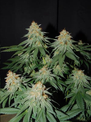 Lemon Power Haze (Zamnesia Seeds) feminized Lemon Power Haze (Zamnesia Seeds) feminized