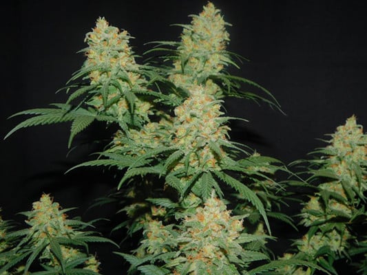Lemon Power Haze (Zamnesia Seeds) feminized Lemon Power Haze (Zamnesia Seeds) feminized
