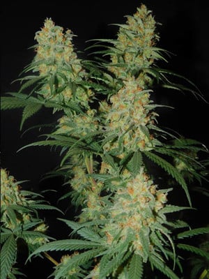 Lemon Power Haze (Zamnesia Seeds) feminized Lemon Power Haze (Zamnesia Seeds) feminized