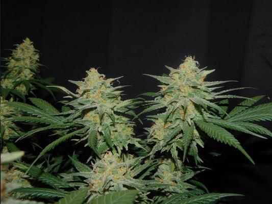 Lemon Power Haze (Zamnesia Seeds) feminized Lemon Power Haze (Zamnesia Seeds) feminized