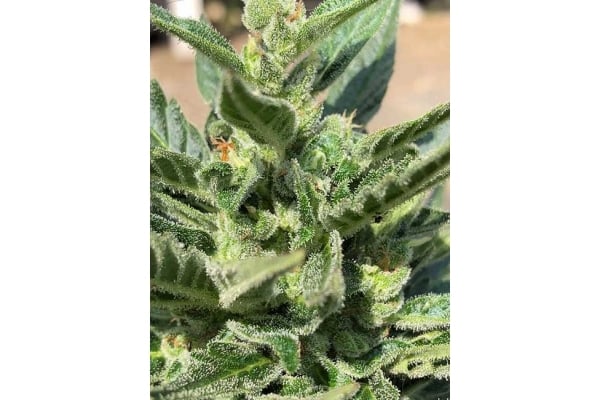 CBD Fix Automatic (Zamnesia Seeds) Feminized CBD Fix Automatic (Zamnesia Seeds) Feminized