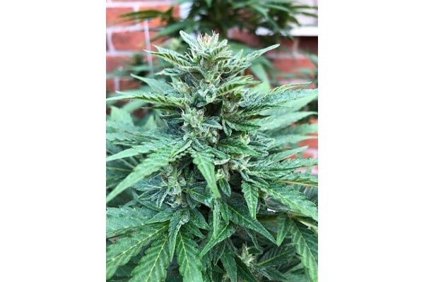 CBD Fix Automatic (Zamnesia Seeds) Feminized CBD Fix Automatic (Zamnesia Seeds) Feminized