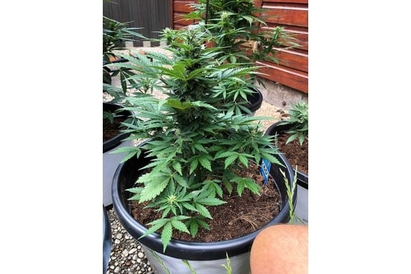 CBD Fix Automatic (Zamnesia Seeds) Feminized CBD Fix Automatic (Zamnesia Seeds) Feminized
