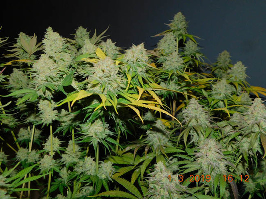 Gorilla #4 (BSB Genetics) feminized Gorilla #4 (BSB Genetics) feminized