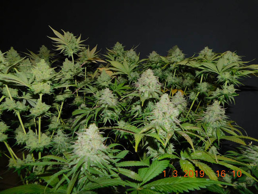 Gorilla #4 (BSB Genetics) feminized Gorilla #4 (BSB Genetics) feminized