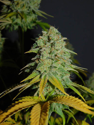 Gorilla #4 (BSB Genetics) feminized Gorilla #4 (BSB Genetics) feminized