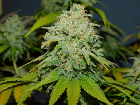 Gorilla #4 (BSB Genetics) feminized Gorilla #4 (BSB Genetics) feminized