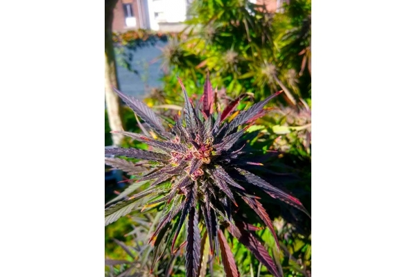 Blue Forest Berry (Growers Choice) feminized Blue Forest Berry (Growers Choice) feminized