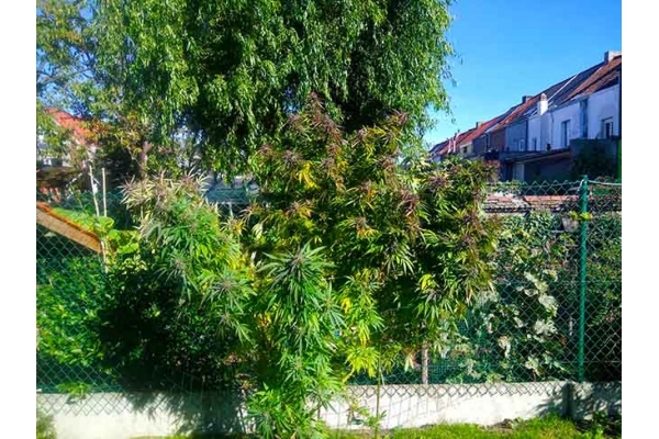 Blue Forest Berry (Growers Choice) feminized Blue Forest Berry (Growers Choice) feminized