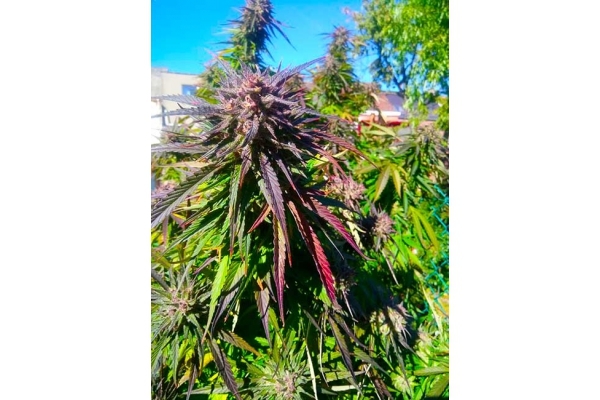 Blue Forest Berry (Growers Choice) feminized Blue Forest Berry (Growers Choice) feminized