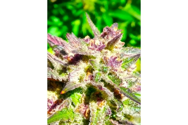 Blue Forest Berry (Growers Choice) feminized Blue Forest Berry (Growers Choice) feminized