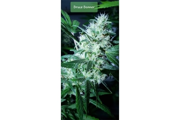 Bruce Banner 3 (Zamnesia Seeds) Feminized Bruce Banner 3 (Zamnesia Seeds) Feminized