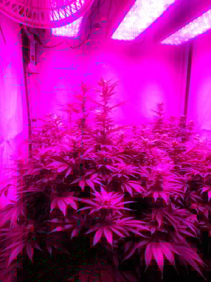 Bruce Banner 3 (Zamnesia Seeds) Feminized Bruce Banner 3 (Zamnesia Seeds) Feminized