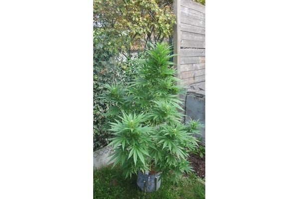 Kalini Asia (Zamnesia Seeds) Feminized Kalini Asia (Zamnesia Seeds) Feminized