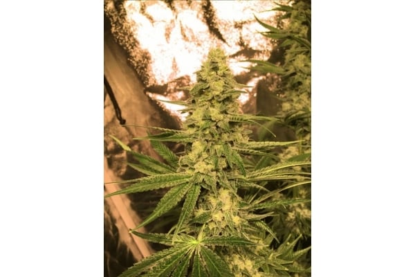 Larry Bird Kush (Zamnesia Seeds) feminized Larry Bird Kush (Zamnesia Seeds) feminized
