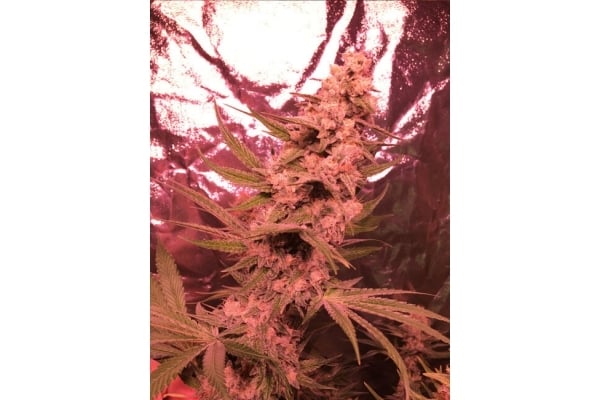 Larry Bird Kush (Zamnesia Seeds) feminized Larry Bird Kush (Zamnesia Seeds) feminized
