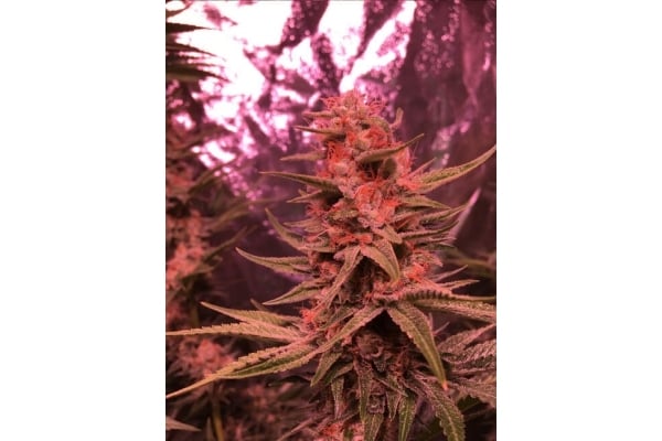 Larry Bird Kush (Zamnesia Seeds) feminized Larry Bird Kush (Zamnesia Seeds) feminized
