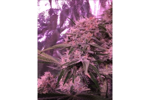 Larry Bird Kush (Zamnesia Seeds) feminized Larry Bird Kush (Zamnesia Seeds) feminized