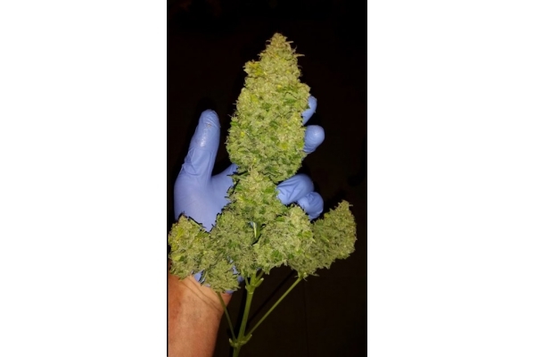 Larry Bird Kush (Zamnesia Seeds) feminized Larry Bird Kush (Zamnesia Seeds) feminized