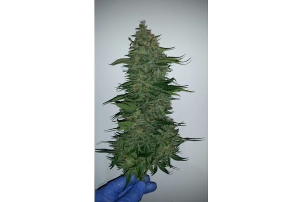 Larry Bird Kush (Zamnesia Seeds) feminized Larry Bird Kush (Zamnesia Seeds) feminized