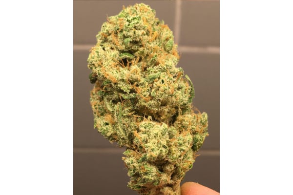 Larry Bird Kush (Zamnesia Seeds) feminized Larry Bird Kush (Zamnesia Seeds) feminized