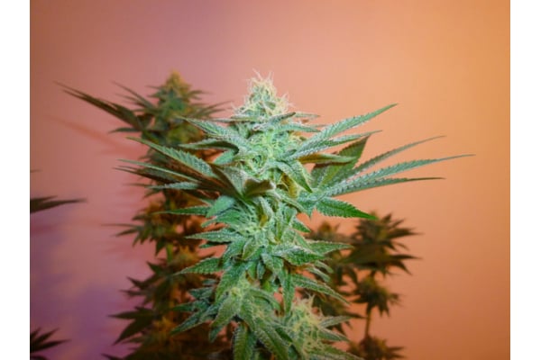 Larry Bird Kush (Zamnesia Seeds) feminized Larry Bird Kush (Zamnesia Seeds) feminized