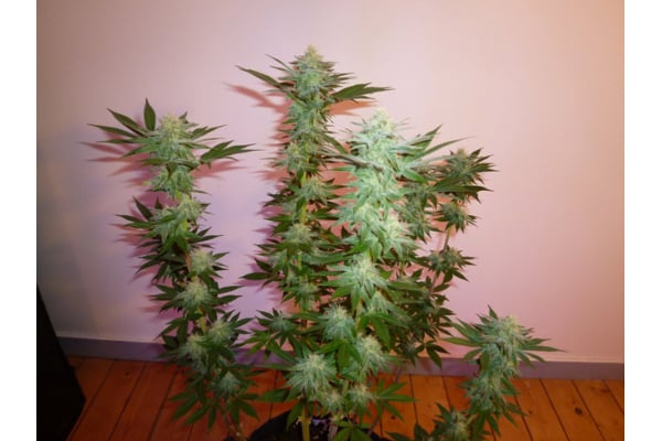 Larry Bird Kush (Zamnesia Seeds) feminized Larry Bird Kush (Zamnesia Seeds) feminized