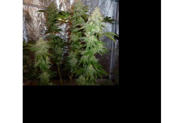 Larry Bird Kush (Zamnesia Seeds) feminized Larry Bird Kush (Zamnesia Seeds) feminized