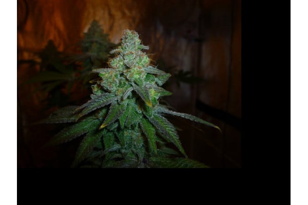 Larry Bird Kush (Zamnesia Seeds) feminized Larry Bird Kush (Zamnesia Seeds) feminized